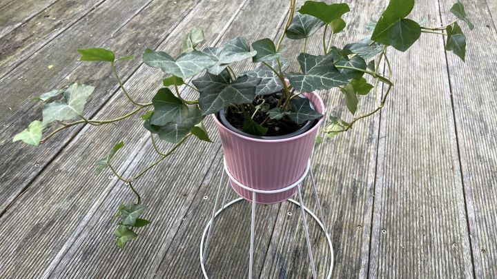 Ein Pflanzenst&auml;nder aus einem Lampenschirm h&auml;lt einen pinken Topf mit Efeu auf einem Holzdeck.