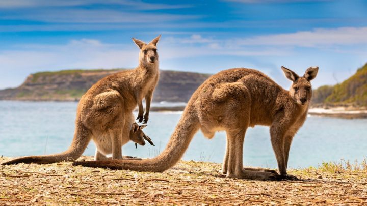 Drei K&auml;ngurus stehen am Ufer, das eine hat einen Jungtier im Beutel, umgeben von Wasser und H&uuml;geln im Hintergrund.