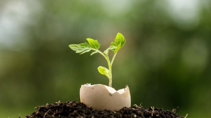 Ein kleiner gr&uuml;ner Pflanze w&auml;chst aus einer zerbrochenen Eierschale in fruchtbarem Boden im Hintergrund einer unscharfen Umgebung.