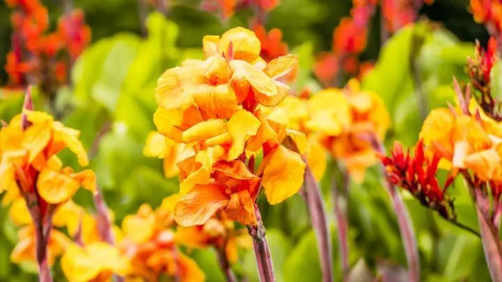 Nicht nur Muttis bekommen Blumen an Muttertag. In Thailand werden auch die Vatis mit wundersch&ouml;nen Blumen beschenkt.