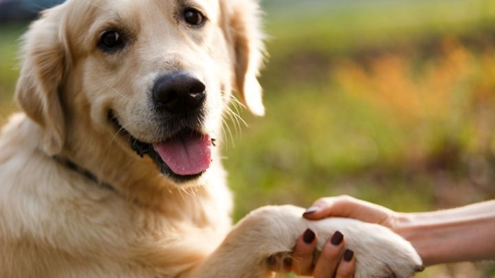 Ein golden retriever gibt einer Person die Pfote, w&auml;hrend sie im Freien auf gr&uuml;nem Gras stehen.