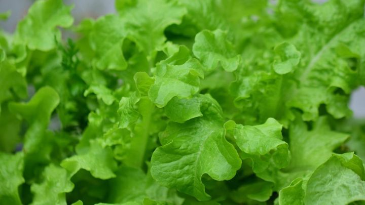 Frischer Pfl&uuml;cksalat w&auml;chst dicht beieinander, mit gl&auml;nzenden, gr&uuml;nen Bl&auml;ttern, ideal f&uuml;r die Balkonkastenbepflanzung.