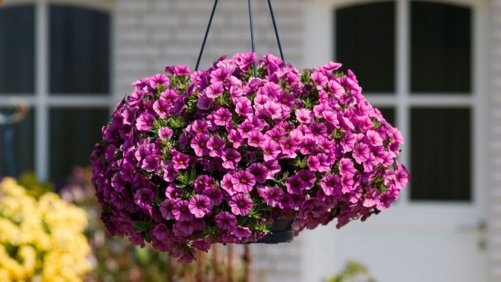Eine h&auml;ngende Blume mit lila Petunien bl&uuml;ht pr&auml;chtig, w&auml;hrend sie &uuml;ber einem Garten mit wei&szlig;en Fenstern schwebt.