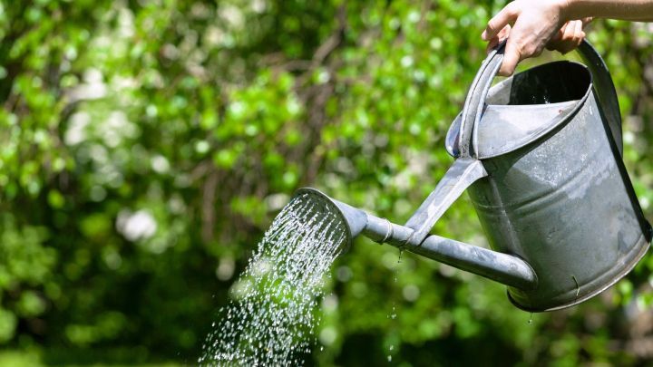 Eine Gie&szlig;kanne wird zum Bew&auml;ssern von Pflanzen verwendet, w&auml;hrend Wasser in einer gr&uuml;nen, sonnigen Umgebung spritzt.
