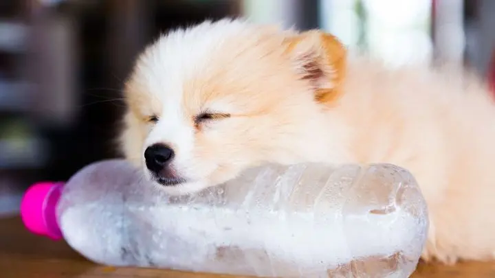 Auch dein Hund mag das: Nimm eine PET-Flasche, f&uuml;lle sie mit Wasser und friere sie ein. Abends auf dem Sofa oder bei der Arbeit verschafft dir die Flasche einen Erfrischung, die auch l&auml;nger anh&auml;lt. 