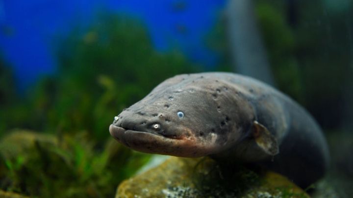 Ein Zitteraal schwimmt im Wasser und zeigt seine markante Form und das glitschige Hautmuster. Der Hintergrund ist blau.