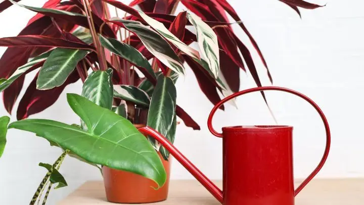 Küchenabfälle sind zu wertvoll, um in die Mülltonne zu landen. Wir zeigen dir, welche Obst- und Gemüsereste sich als Quelle für organischen, unbelasteten Dünger eignen.