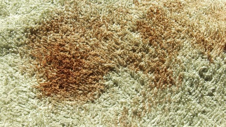 Ein fleckiger, gr&uuml;ner Teppich hat mehrere braune Blutflecken, die sichtbar sind und eine Reinigung erfordern.
