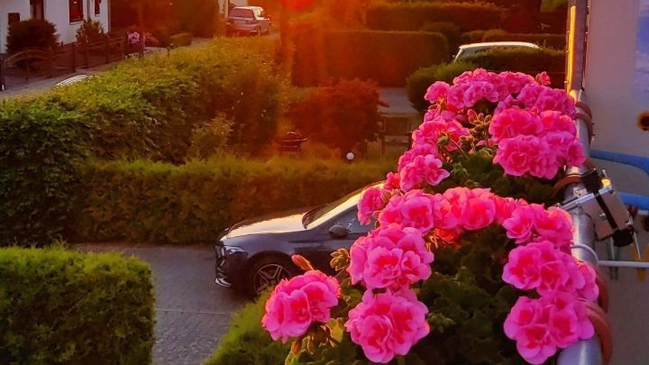 Bunte Balkonk&auml;sten mit geranien, die in der Abendsonne stehen, umgeben von einem gepflegten Wohnviertel.