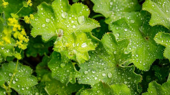 Gr&uuml;ne Frauenmantelbl&auml;tter mit Wassertropfen gl&auml;nzen frisch im Sonnenlicht, umgeben von gelben Bl&uuml;ten im Garten.