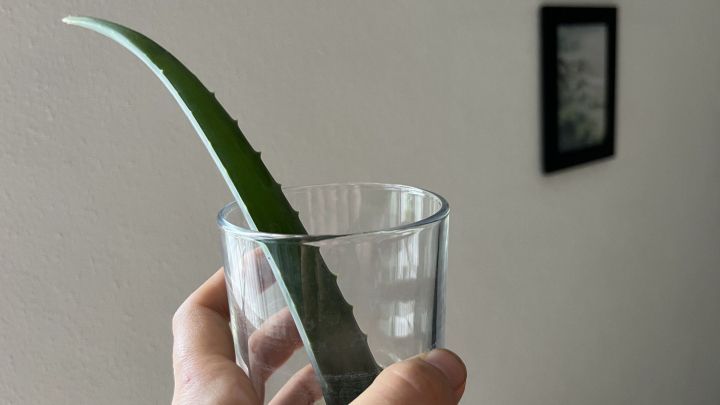 Ein Glas wird gehalten, in dem ein Aloe-vera-Blatt steckt; die Szene ist schlicht mit einem hellen Hintergrund.