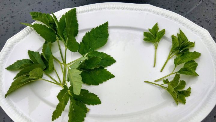 Frische Gierschbl&auml;tter liegen auf einem wei&szlig;en Teller, umgeben von einem dunklen Tisch im Freien.