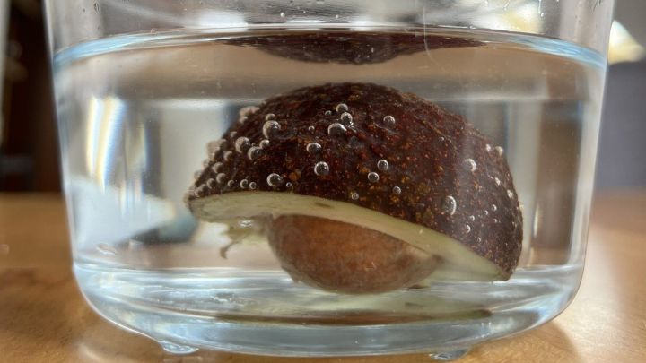Eine Avocadoh&auml;lfte schwimmt in einem durchsichtigen Beh&auml;lter mit Wasser, um ihre Frische zu bewahren und Braunwerden zu verhindern.