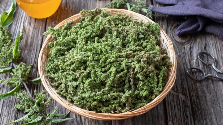 Brennnesselsamen lassen sich einfach ernten und eignen sich super als Gew&uuml;rz in Eint&ouml;pfen und Suppen.