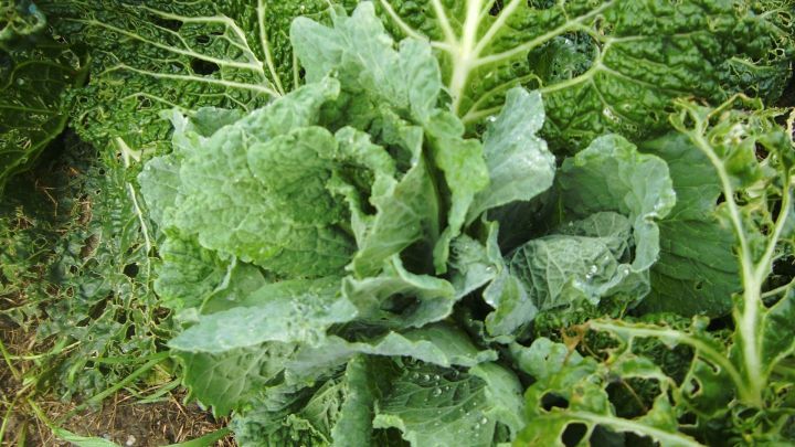 Frische, gr&uuml;ne Gem&uuml;sebl&auml;tter wachsen dicht zusammen, bereit zum Einkochen f&uuml;r einen schmackhaften Gem&uuml;sebrei.