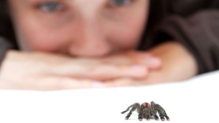 Eine Person beobachtet eine Spinne, die auf einem Tisch sitzt; die Umgebung ist hell und minimalistisch gestaltet.