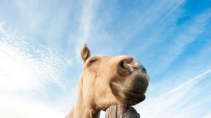 Ein zufrieden aussehendes Pferd lehnt an einem Holzpfahl und schaut vertr&auml;umt in den klaren, blauen Himmel.