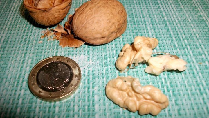Eine Walnuss wird mit einer 1-Euro-M&uuml;nze ge&ouml;ffnet, w&auml;hrend die Bruchst&uuml;cke und Kerne auf einem gr&uuml;nen Untergrund liegen.