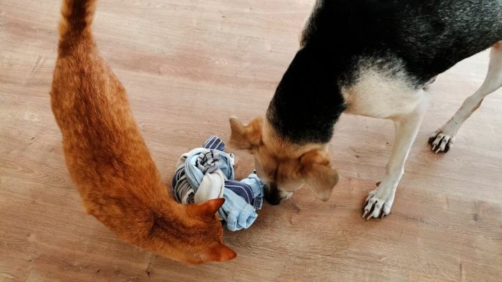 Ein Hund und eine Katze spielen gemeinsam mit einem Knoten aus alten Handt&uuml;chern auf einem Holzboden in einem Wohnzimmer.