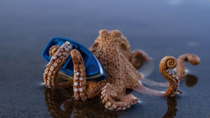 Ein Riesenkrake mit einem blauen Spielzeug im Wasser, umgeben von sandigem Boden und glattem, ruhigem Wasser.