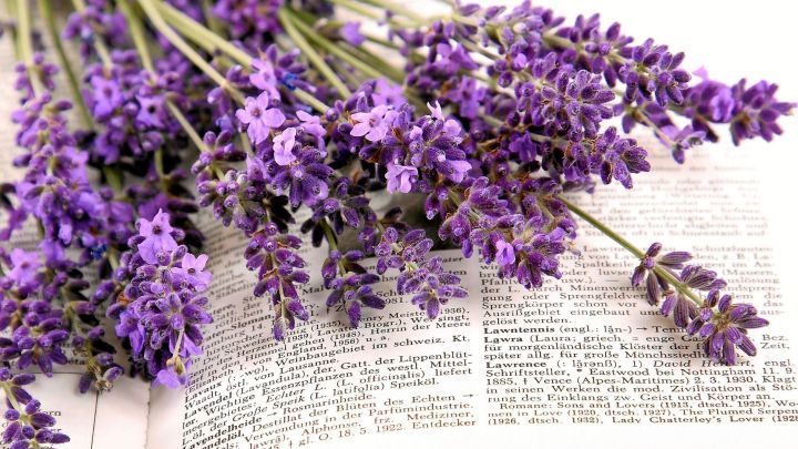 Ein Bund lila Lavendel liegt auf einer aufgeschlagenen Seite eines Lexikons und wirkt informativ und dekorativ.