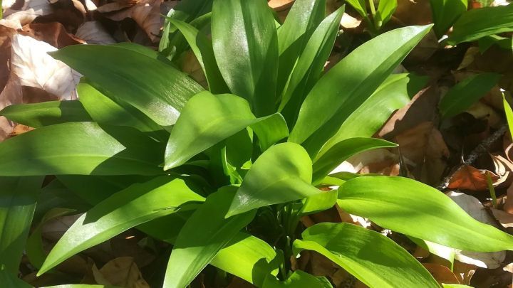 Saftig-gr&uuml;ne B&auml;rlauchbl&auml;tter wachsen im Sonnenlicht zwischen getrockneten Bl&auml;ttern im Wald. Ideal f&uuml;r B&auml;rlauchsalz.