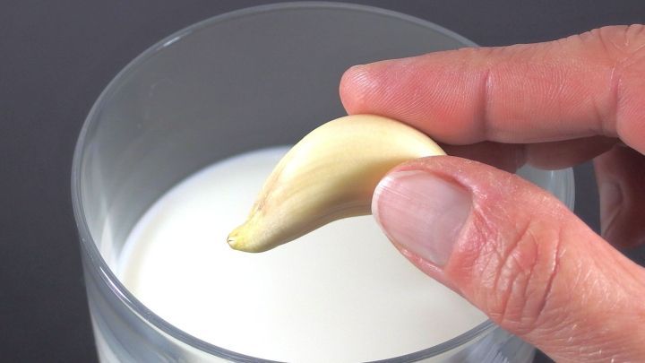 Eine Hand h&auml;lt eine Knoblauchzehe, die &uuml;ber einem Glas Milch schwebt, um Knoblauchfahne vorzubeugen.