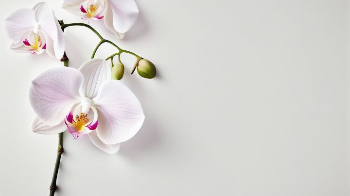 Eine elegante Orchidee mit mehreren Bl&uuml;ten und Knospen liegt auf einem hellen Hintergrund und bringt Farbakkente ins Dekor.