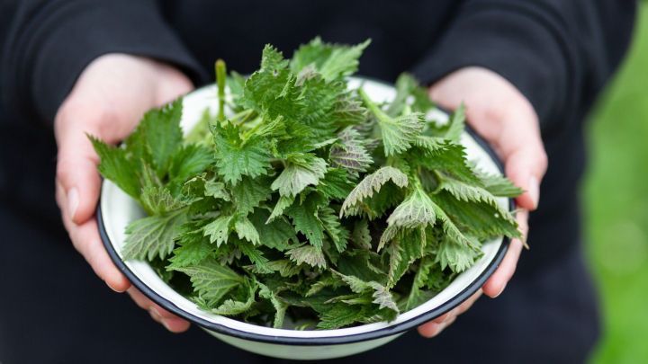 Frische Brennnesseln werden in einer Sch&uuml;ssel gehalten, um sie ohne Brennen zu ernten und zu nutzen.