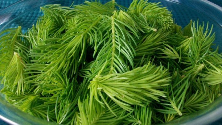 Frisch geschnittene Tannenspitzen liegen in einer transparenten Sch&uuml;ssel, bereit zur Zubereitung von Tannenspitzenhonig.