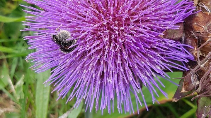 Eine gro&szlig;e, lila Blume steht im Garten, w&auml;hrend ein K&auml;fer sich auf ihre Spitze bewegt, um Nektar zu sammeln.