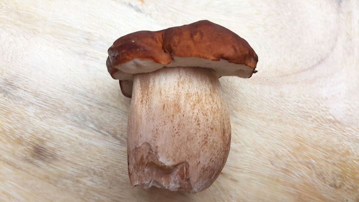 Ein frischer Pilz mit braunem Hut steht auf einem hellen Holzuntergrund, bereit zum Sammeln in der Natur.