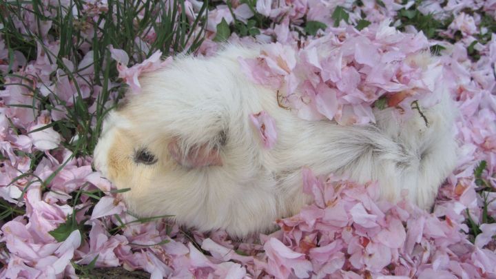 Ein Meerschweinchen ruht sich im Gras aus, eingeh&uuml;llt in zarte, rosa Bl&uuml;tenbl&auml;tter, die den Fr&uuml;hling symbolisieren.