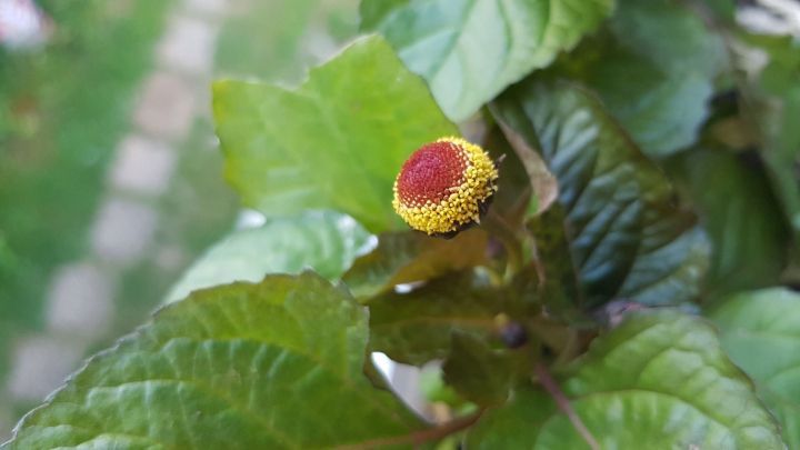 Parakresse bl&uuml;ht mit leuchtend rotem Knospen und gelben Bl&uuml;tenstaub, umgeben von gr&uuml;nem Blattwerk im Garten.