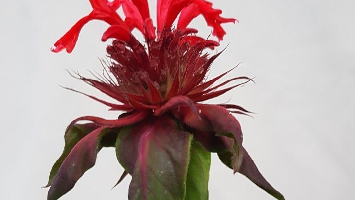 Die leuchtend rote Indianernesselbl&uuml;te steht aufrecht und entfaltet sich in einem hellen Raum mit minimaler Hintergrundstruktur.