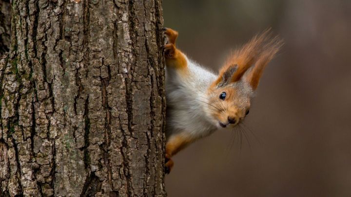 Ein Eichh&ouml;rnchen lugt neugierig um eine Baumrinde, w&auml;hrend es in der Natur nach seinen versteckten N&uuml;ssen sucht.