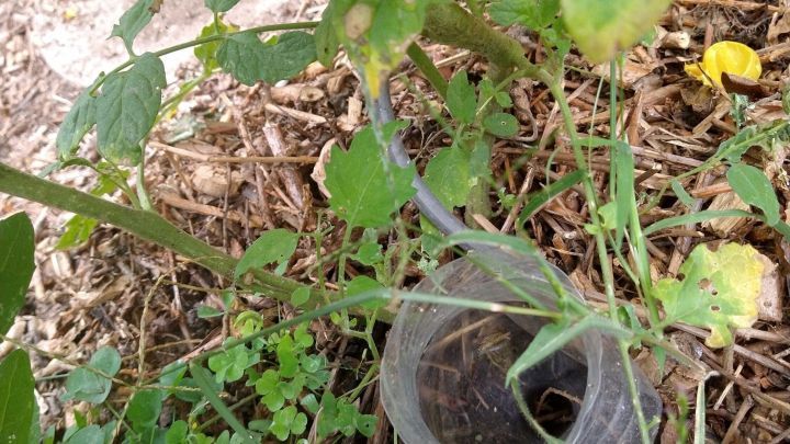 Eine PET-Flasche dient als Bew&auml;sserungssystem, das Wasser langsam in die Erde abgibt, um Pflanzen zu versorgen.