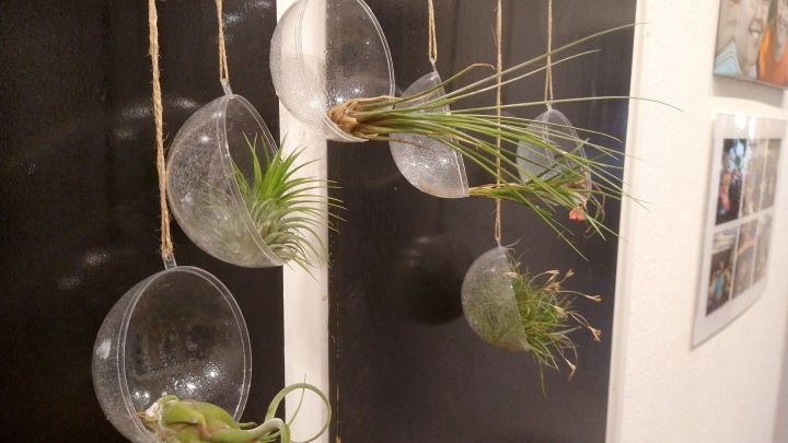 H&auml;ngende Tillandsien in gl&auml;sernen Halterungen dekorieren eine dunkle Wand und vermitteln einen frischen, nat&uuml;rlichen Look.