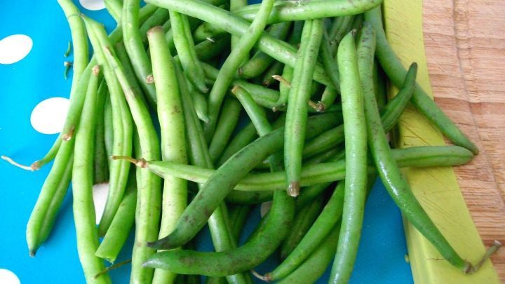 Gr&uuml;ne Buschbohnen liegen chaotisch auf einem blauen, gepunkteten Untergrund, bereit zum Entstielen und Verarbeiten.