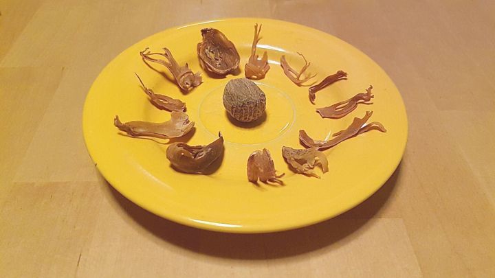 Eine Muskatnuss liegt in der Mitte eines gelben Tellers, umgeben von getrockneten Muskatbl&uuml;ten.