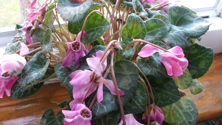Welkes Alpenveilchen mit h&auml;ngenden Bl&uuml;ten stehen auf einem Fensterbrett und spiegeln die Sorge um Pflege wider.