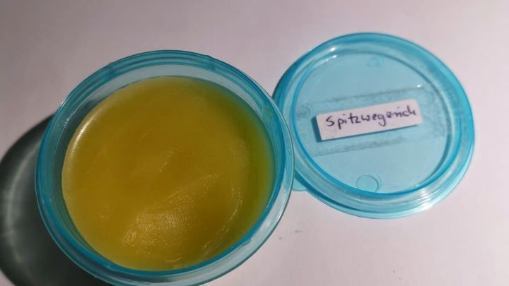 Eine blaue Dose mit einer gelblichen Spitzwegerich-Salbe ist ge&ouml;ffnet und auf einem wei&szlig;en Hintergrund platziert.
