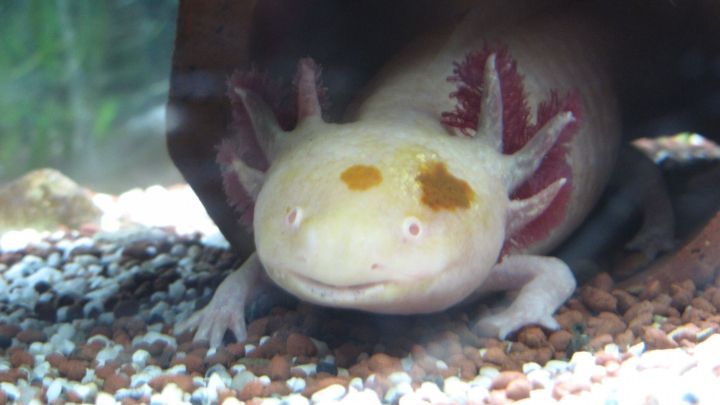 Ein Axolotl sitzt auf dem Bodengrund eines Aquariums und schaut neugierig durch das Glas.