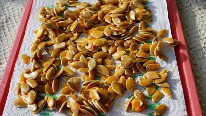 K&uuml;rbiskerne liegen auf einem K&uuml;chentuch, w&auml;hrend sie zum Trocknen vorbereitet werden, um als Vogelfutter verwendet zu werden.