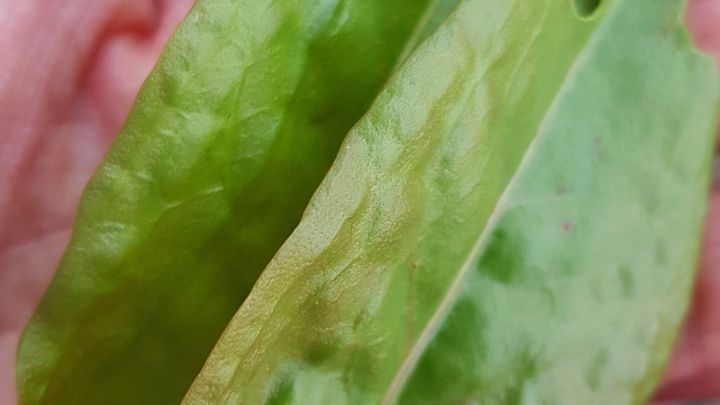 Gr&uuml;ne Sauerampferbl&auml;tter liegen in einer Hand, while die rauen, hellgr&uuml;nen Bl&auml;tter sanft gehalten werden.