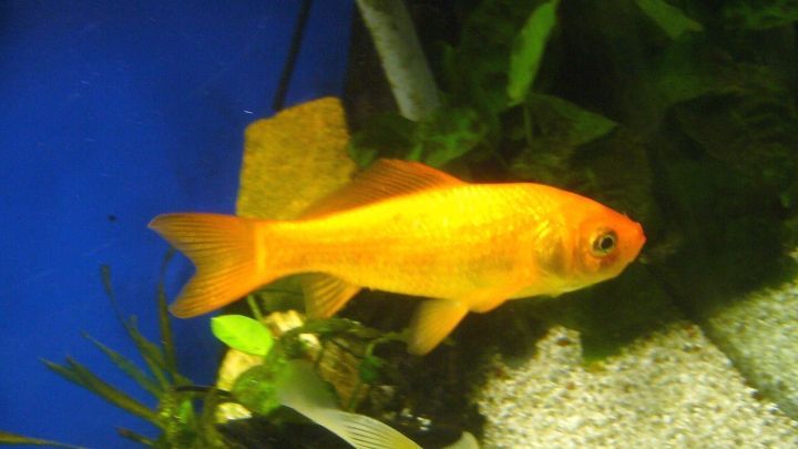 Ein goldener Fisch schwimmt durch ein Aquarium, umgeben von gr&uuml;nen Pflanzen und einem blauen Hintergrund.