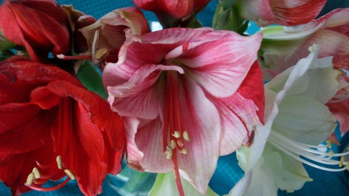 Rote und wei&szlig;e Amaryllis-Schnittblumen stehen in einer Vase und zeigen sch&ouml;ne Bl&uuml;tenbl&auml;tter auf einem blauen Untergrund.