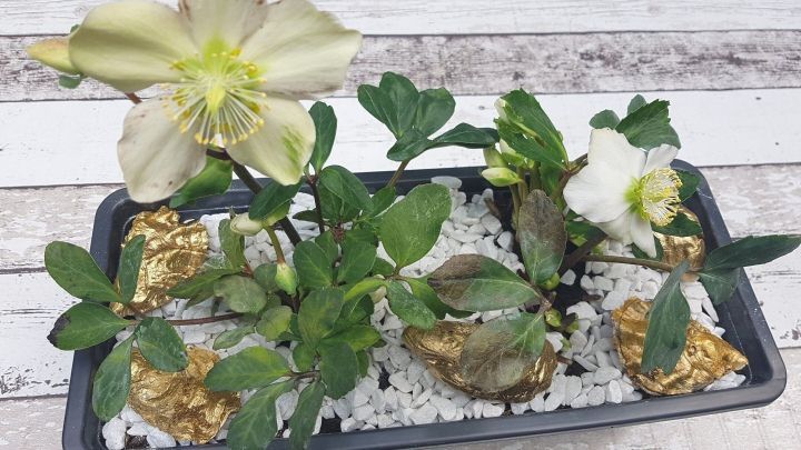 Das Arrangement zeigt Christrosen mit wei&szlig;en Bl&uuml;ten, umgeben von wei&szlig;en Kieseln und goldenen Akzenten, auf einem Holzuntergrund.