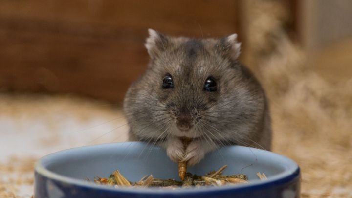 Ein Zwerghamster sitzt vor einer Futtersch&uuml;ssel und knabbert an einem Snack in seiner gem&uuml;tlichen Umgebung.