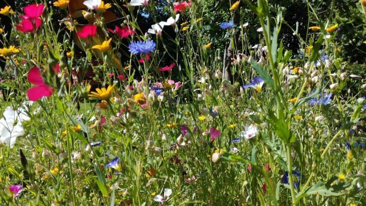Bunte Sommerblumen bl&uuml;hen in einem &uuml;ppigen Garten, umgeben von gr&uuml;nem Gras und strahlenden Sonnenstrahlen.